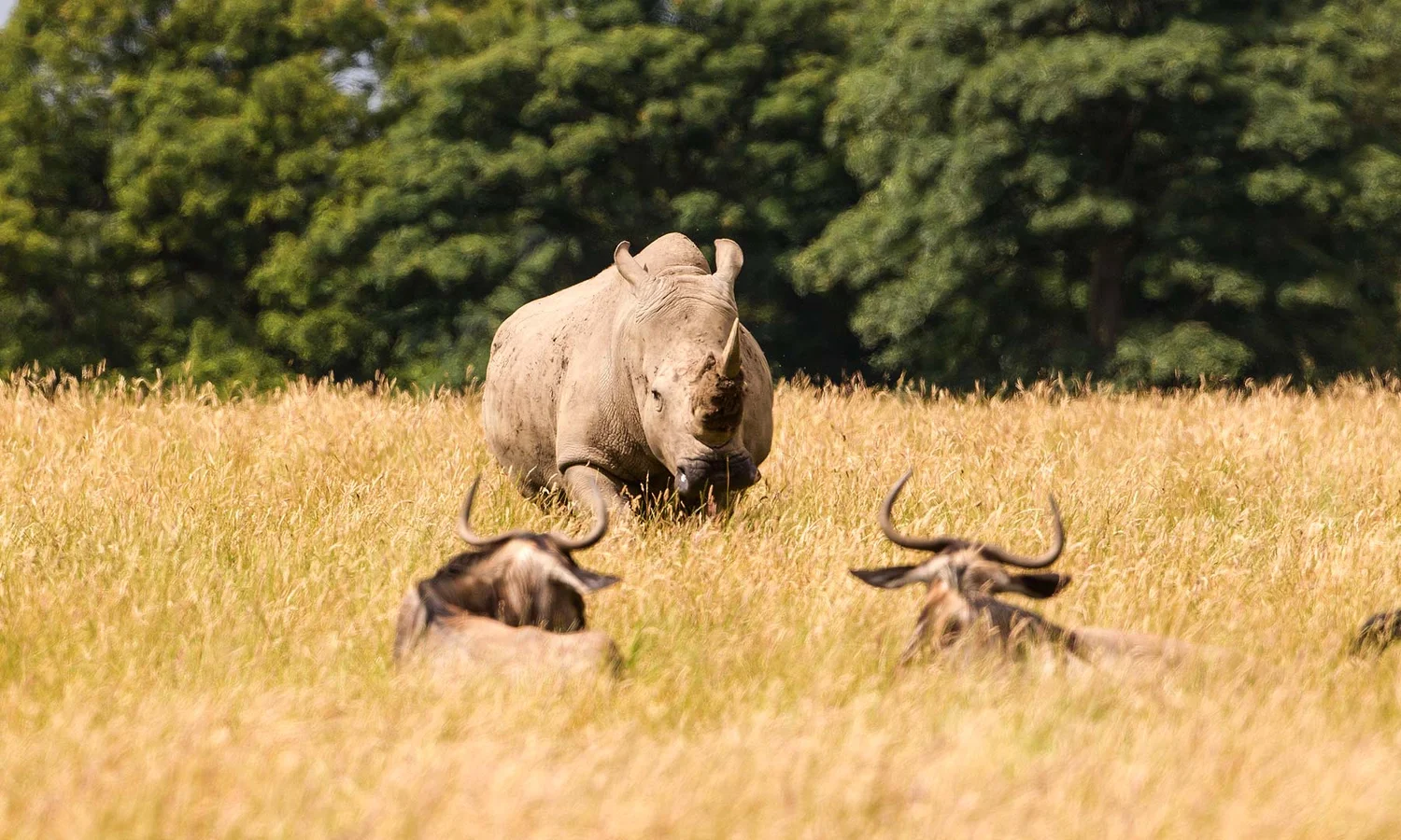 Knowsley Safari