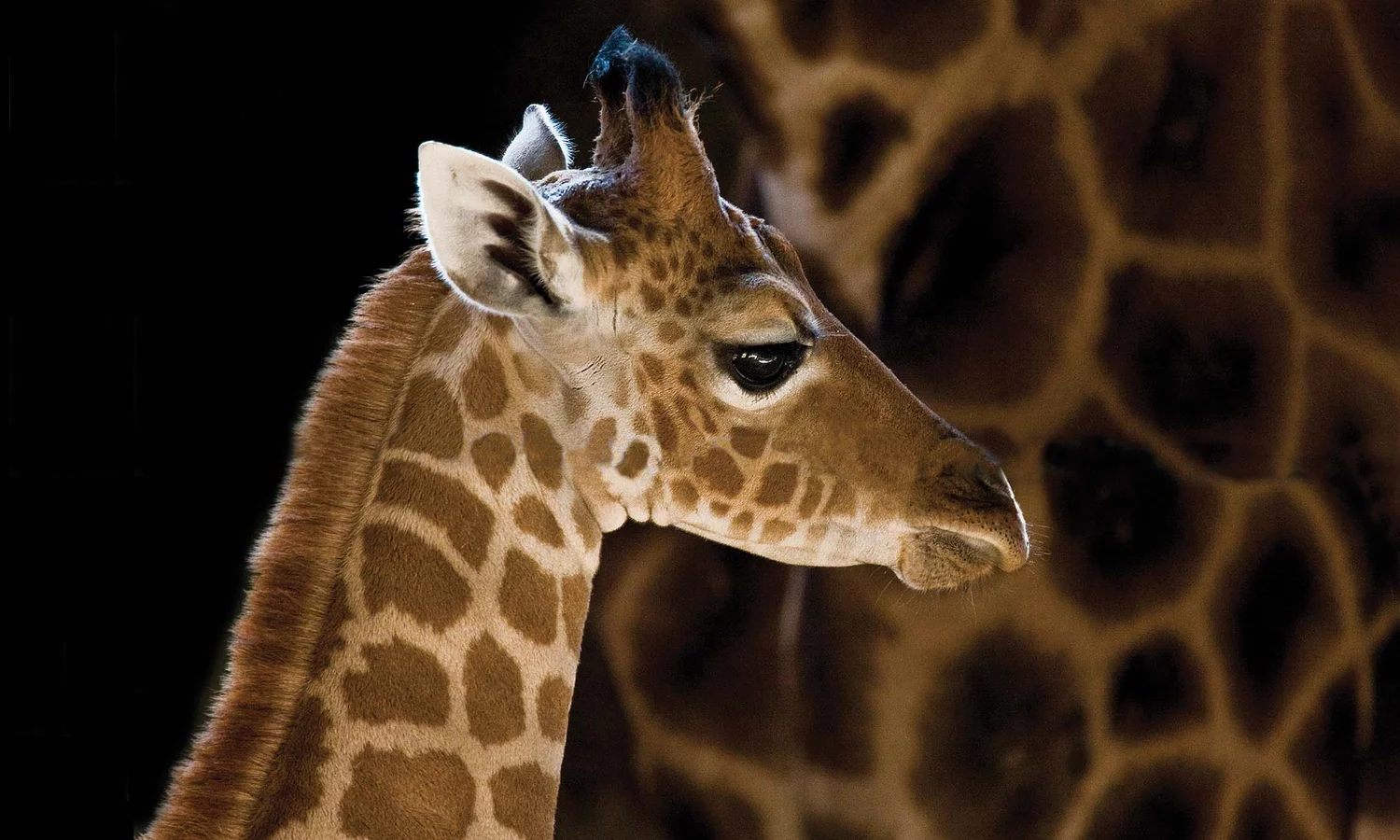 Marwell Zoo